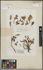 Foto von Salix arctica Pall.